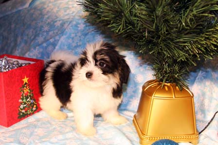 havanese-puppies
